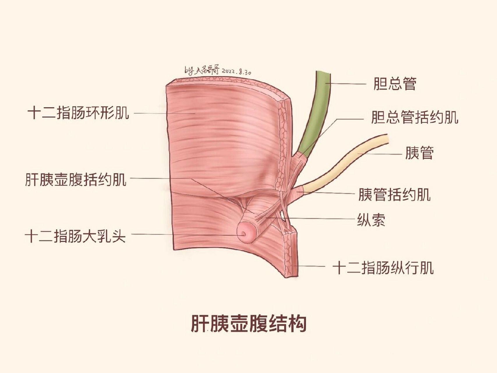 胆胰壶腹图片