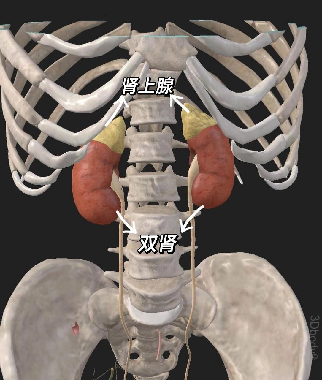 肾上腺横断面图片