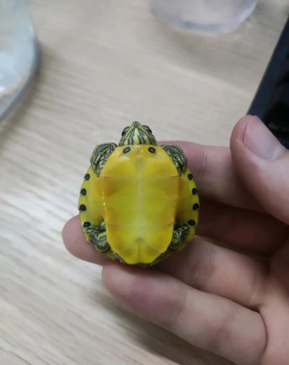 巴西脸龟类:黄耳龟             黄腹滑龟 ,亦称黄肚红耳龟,黄腹彩龟