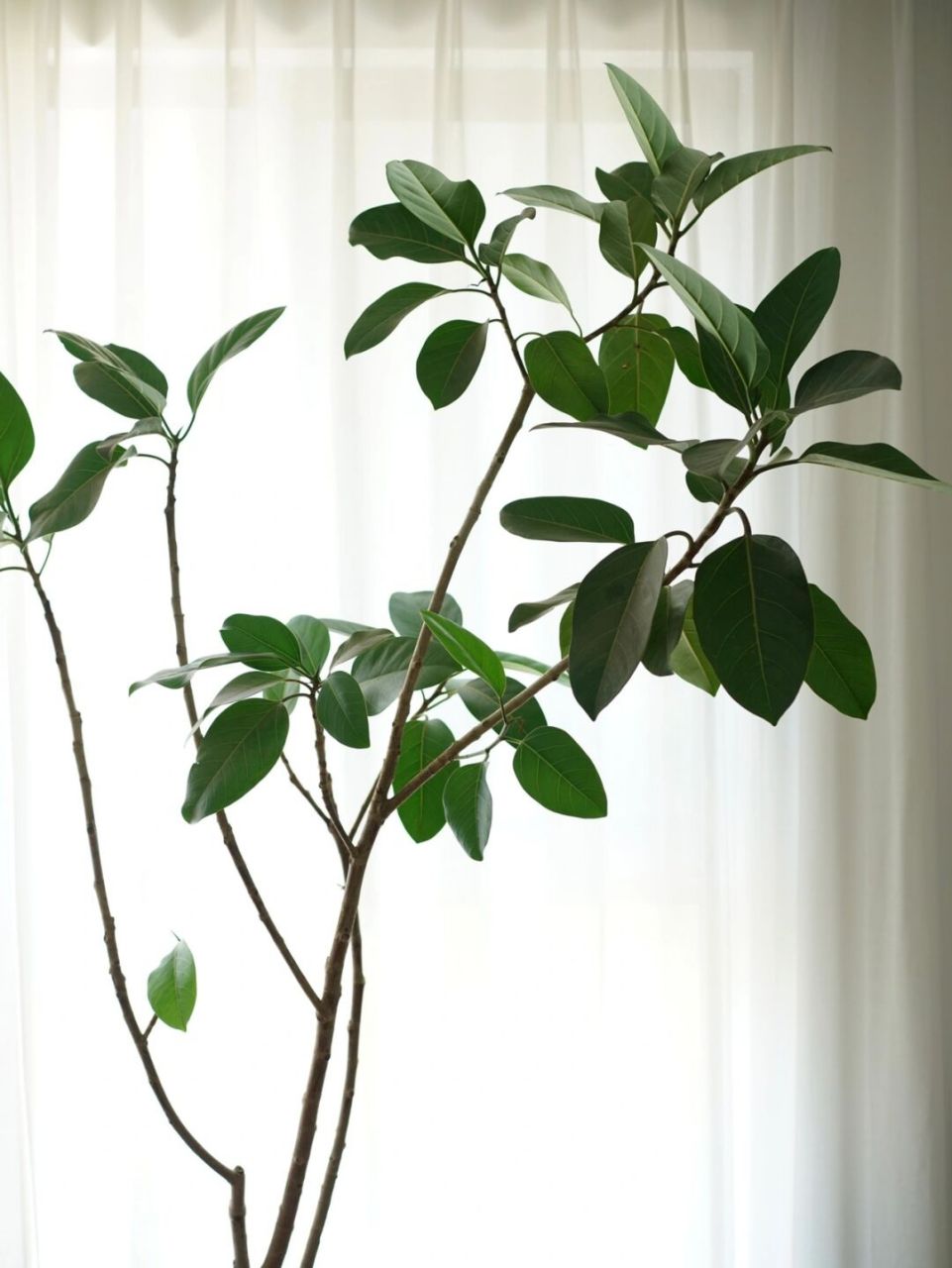 up up up —— 00孟加拉榕:桑科植物 引种时间1985.1.10