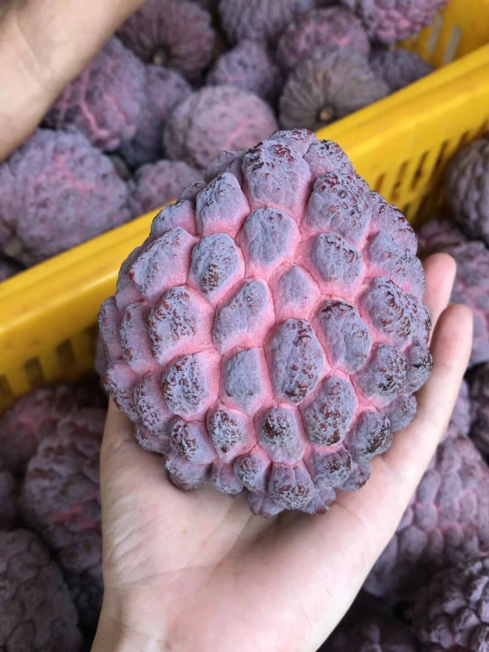 玫瑰释迦果你吃过吗? 玫瑰释迦 稀有品种 冰淇淋一样的口感!去糯香甜!