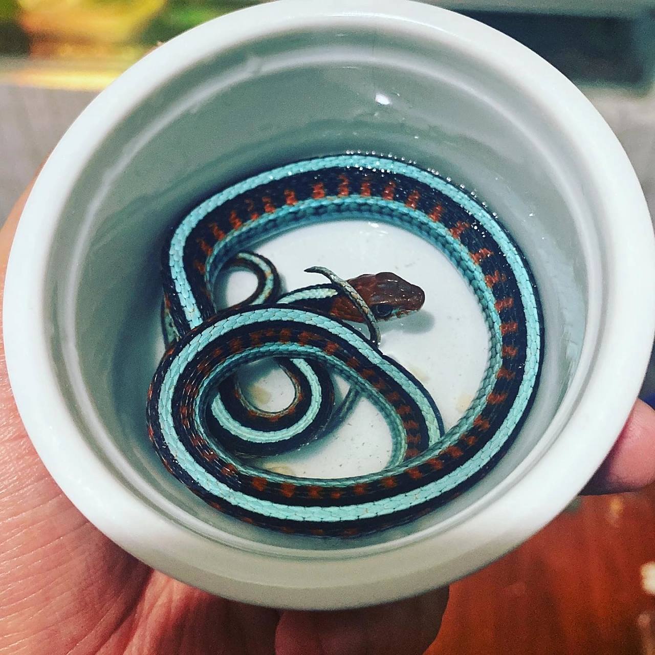 加利福尼亚束带蛇