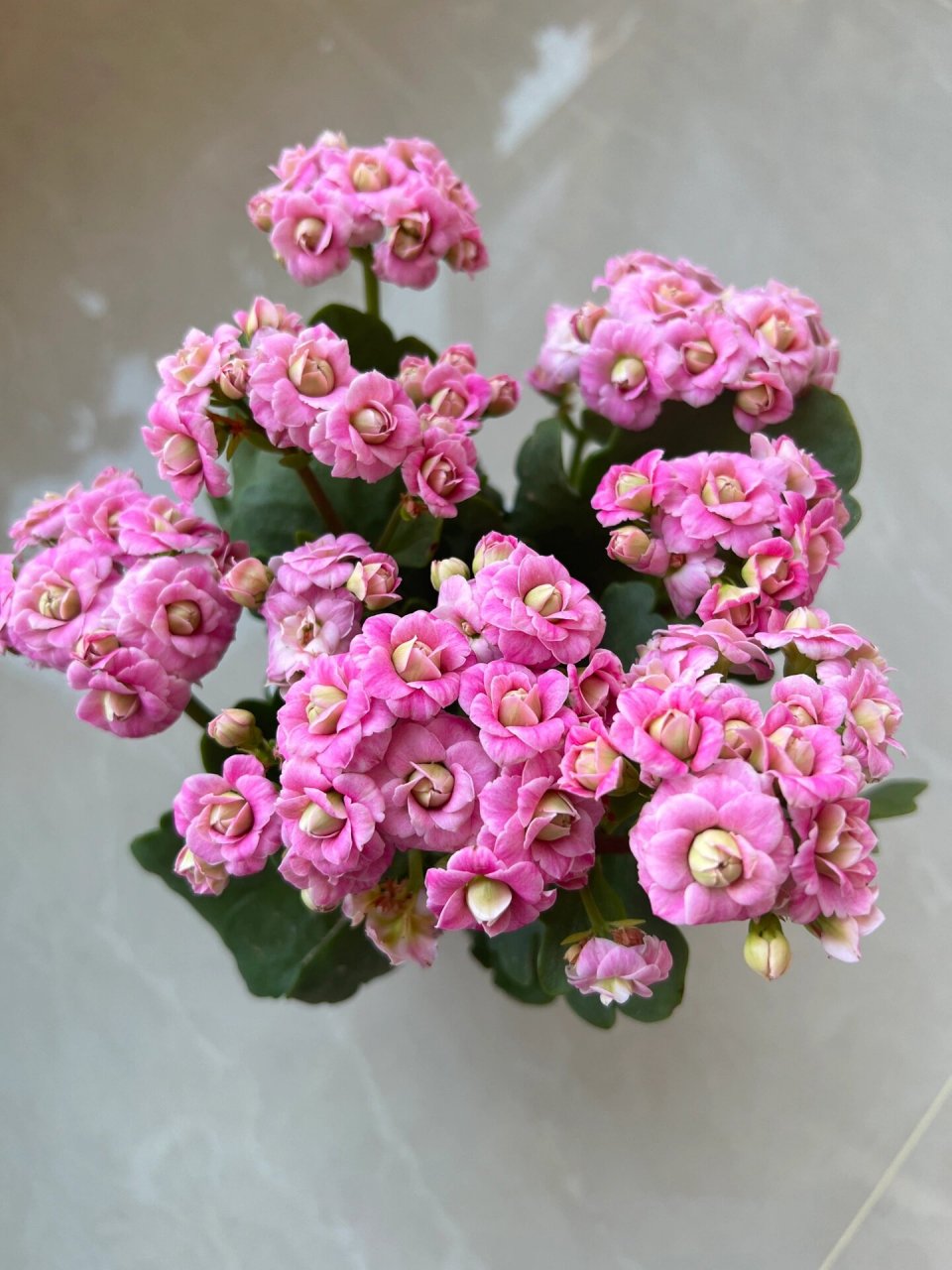 长寿花必入的巴黎系列重瓣大花品种——粉巴黎 长寿花 | 巴黎系列