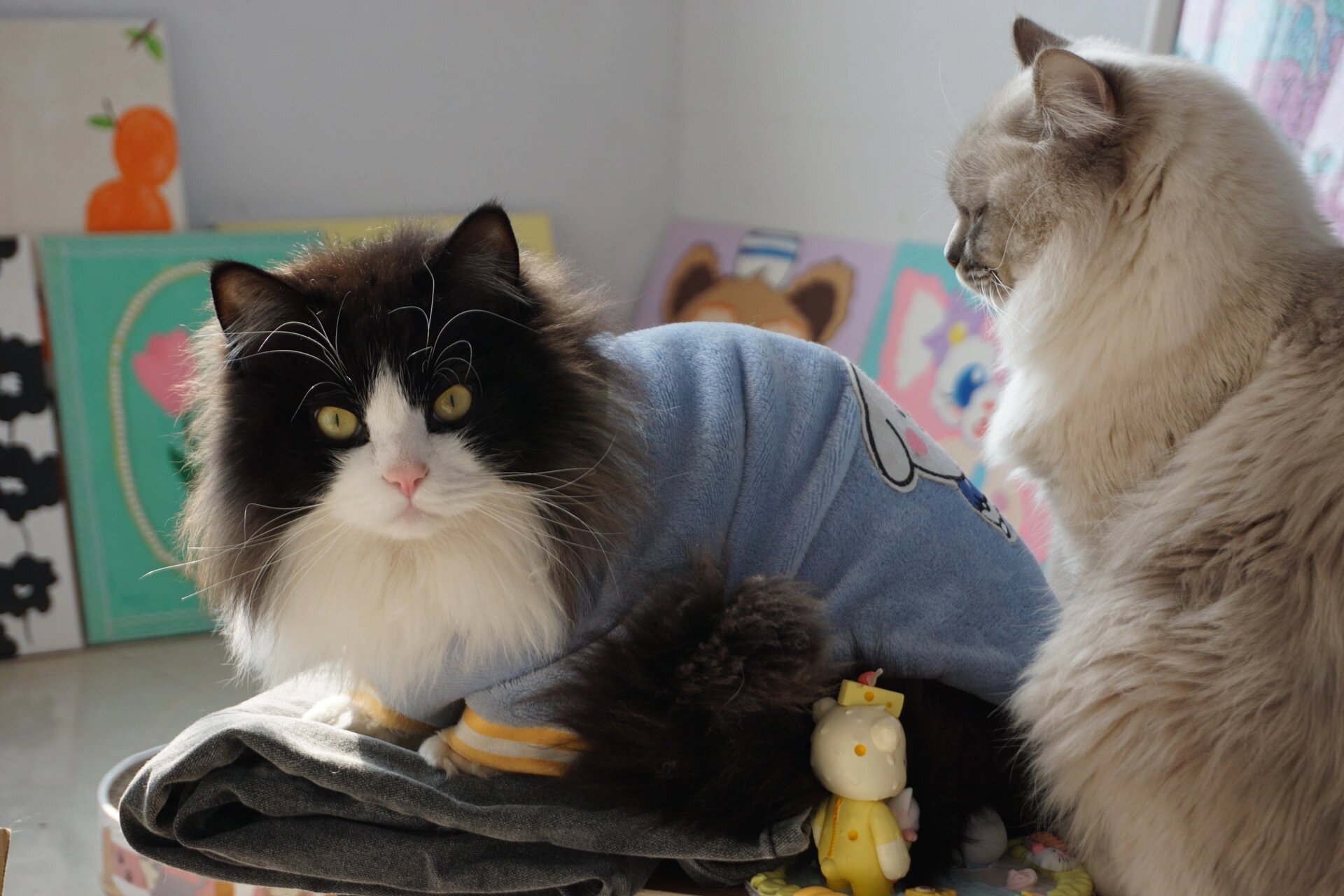 两岁奶牛猫|蓝白布偶串 好久没分享我的团团咯 互相陪伴两年了 养猫真