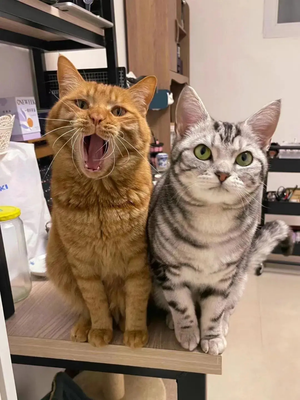 合照的时候总会有一只小猫咪管理表情不到位!