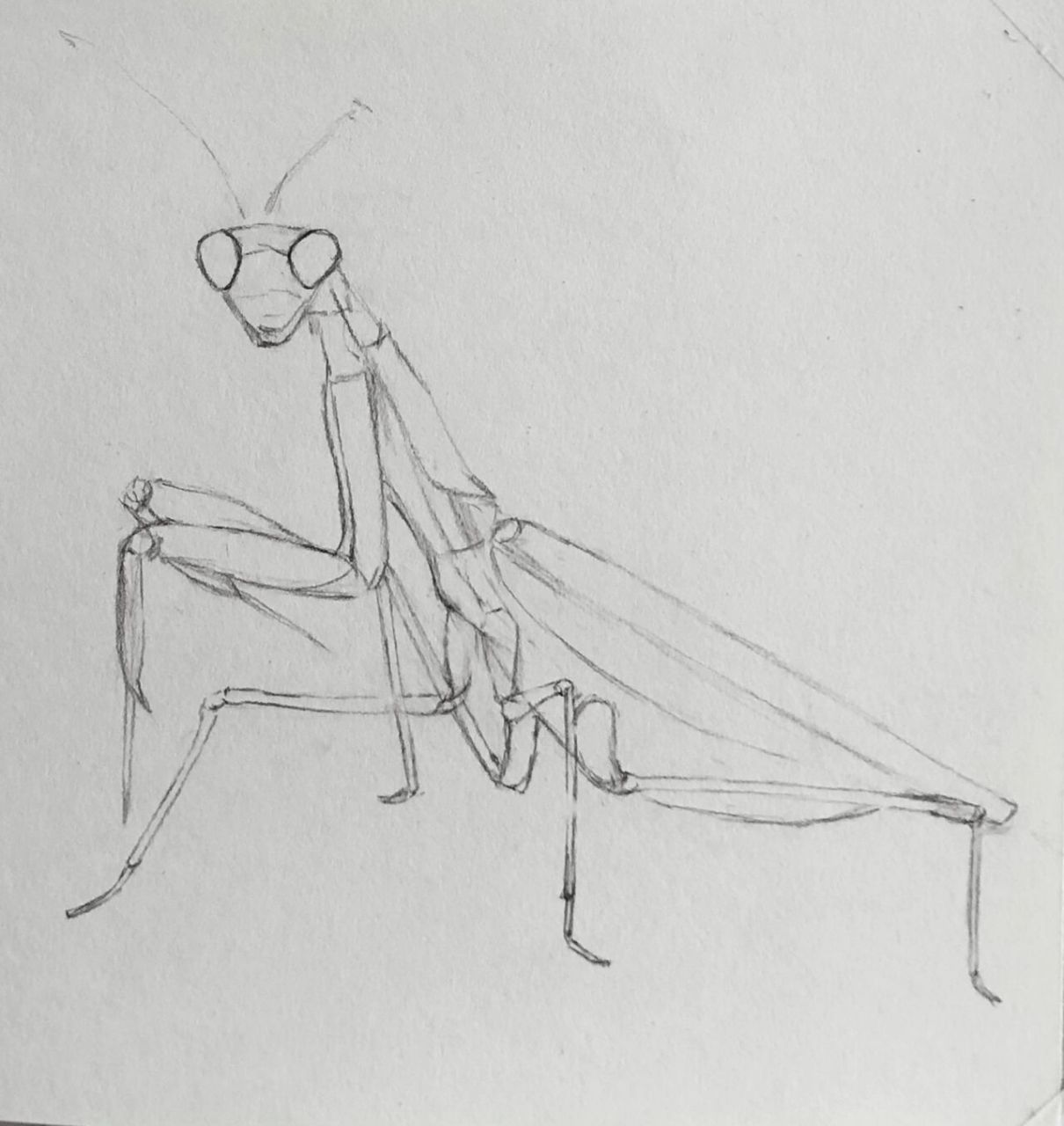 【素描】———螳螂