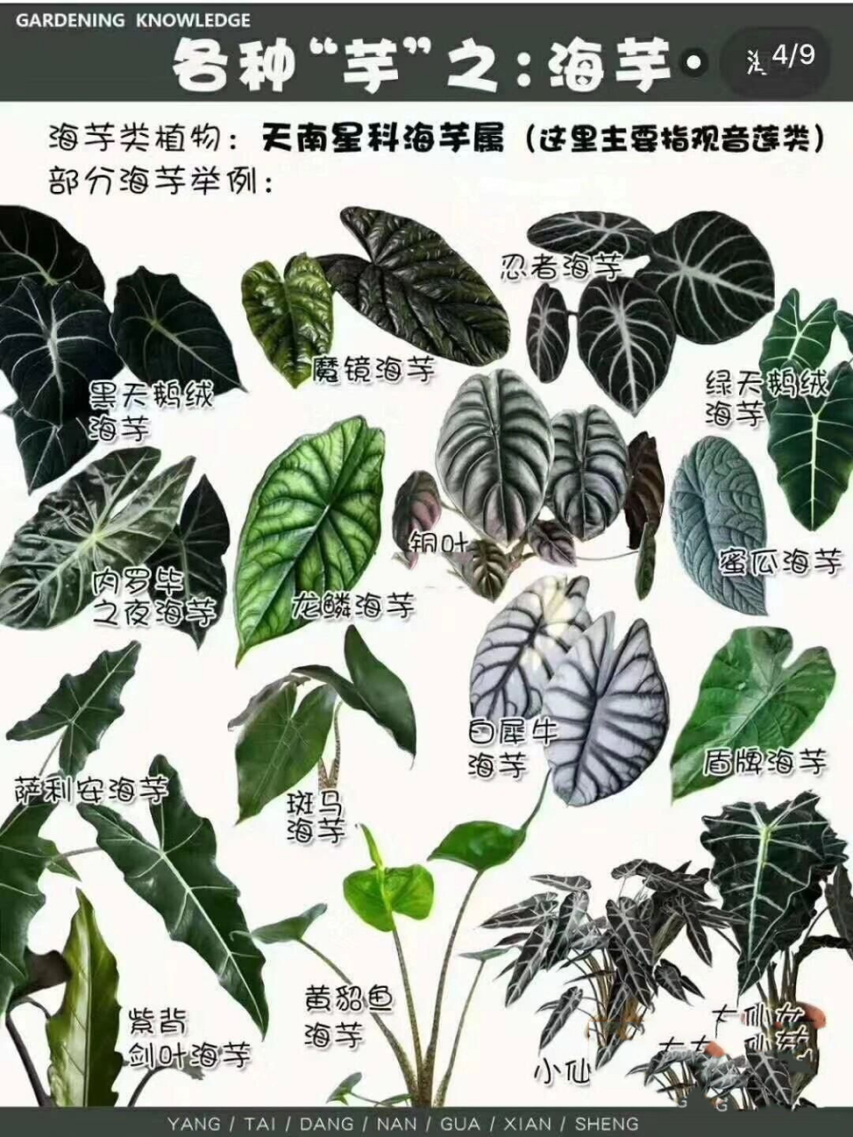 中国芋的种类及图片图片