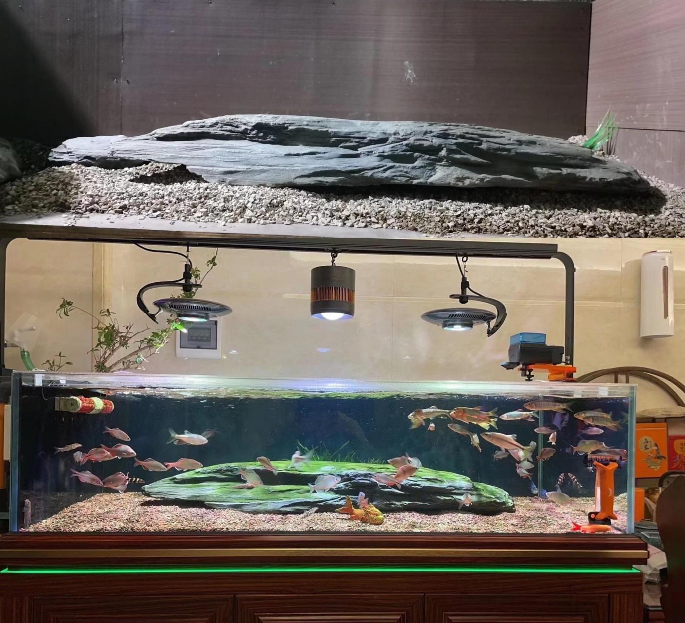 溪流缸造景成品入缸展示,总有你喜欢的一款.