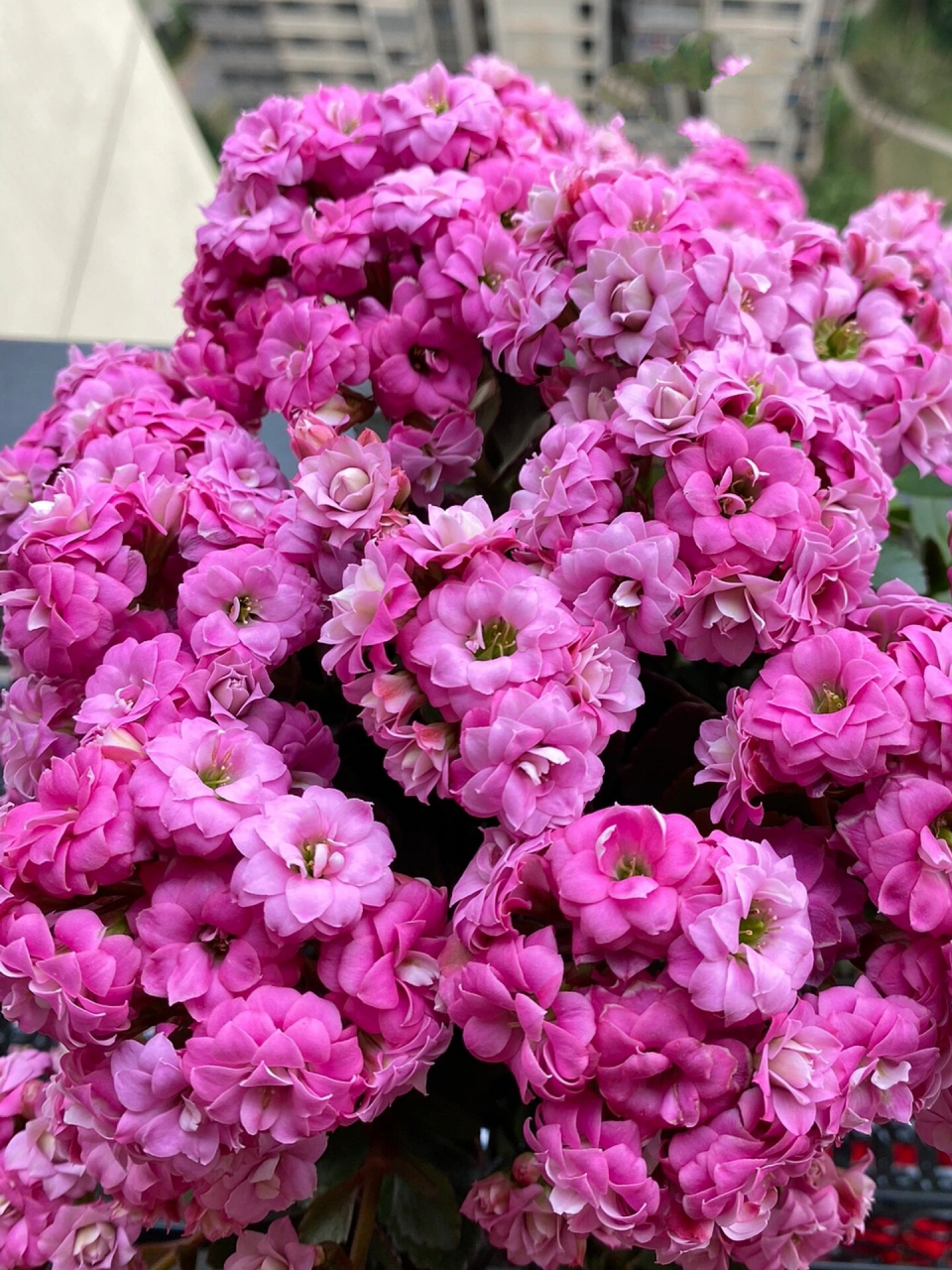 长寿花品种介绍与欣赏:粉紫色的弗里达