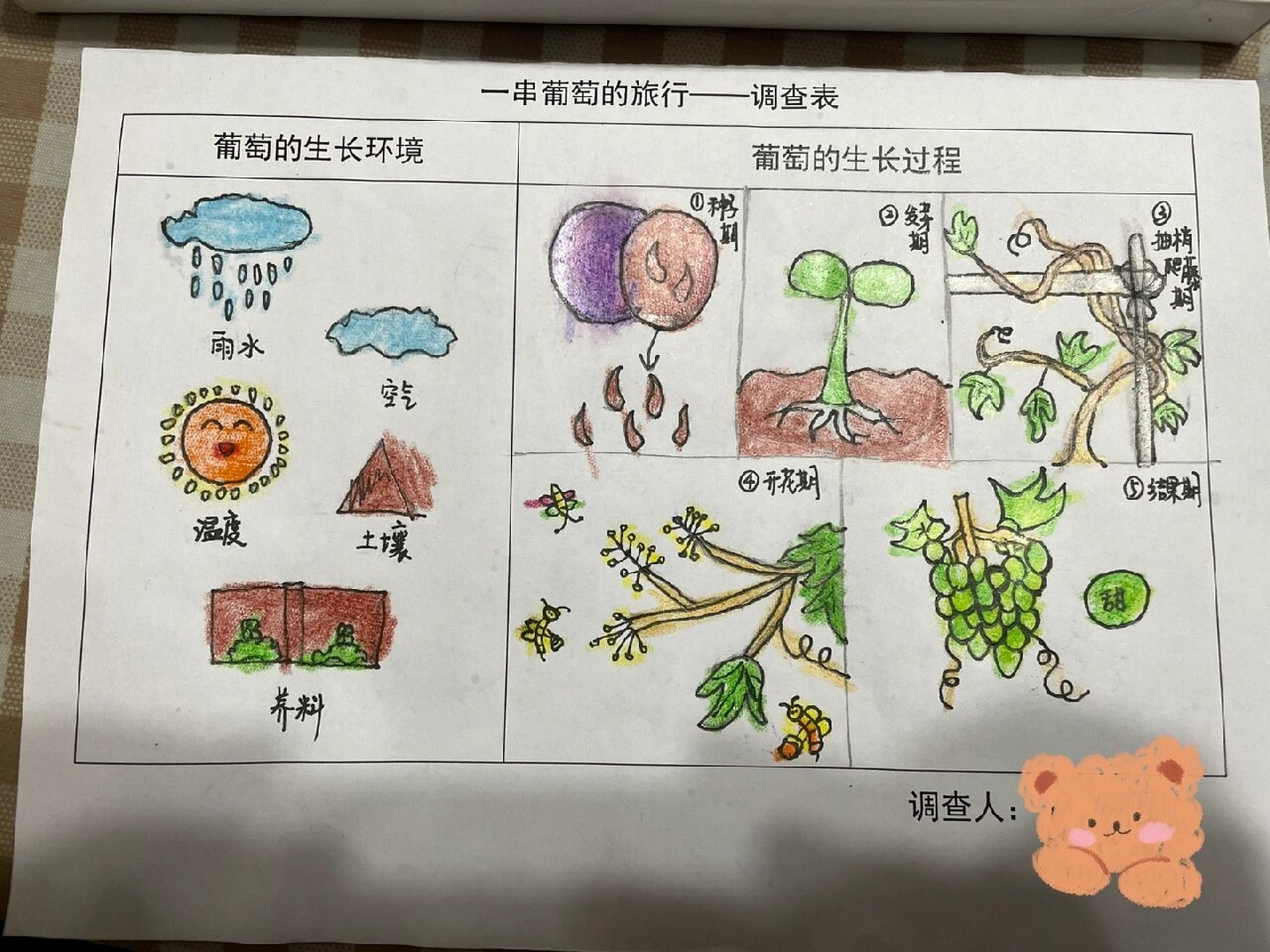 幼儿园葡萄的生长过程及环境调查表🍇
