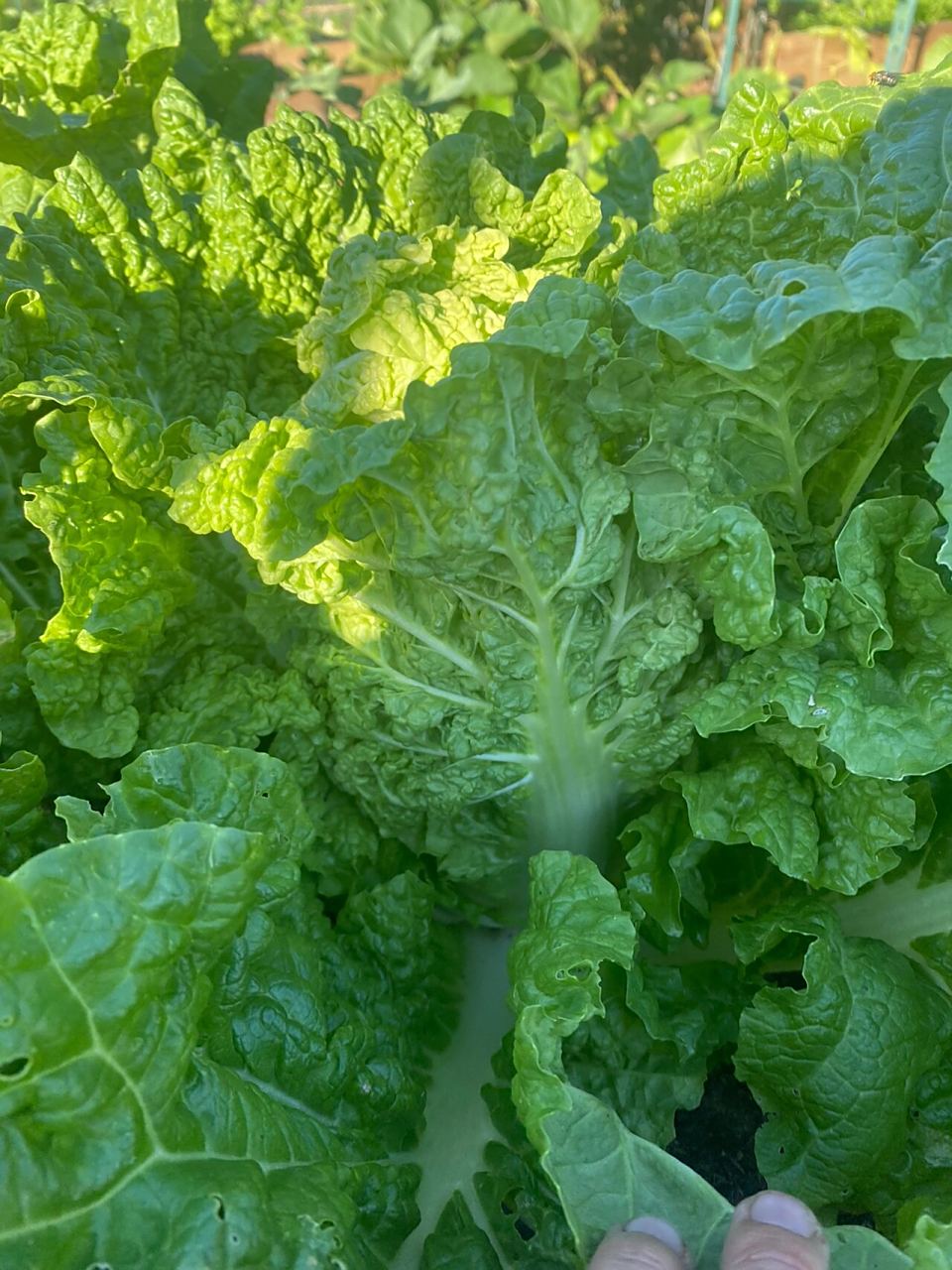 两个月内包成心的皱叶火锅白菜 其实以前完全没听说过这个白菜,只是