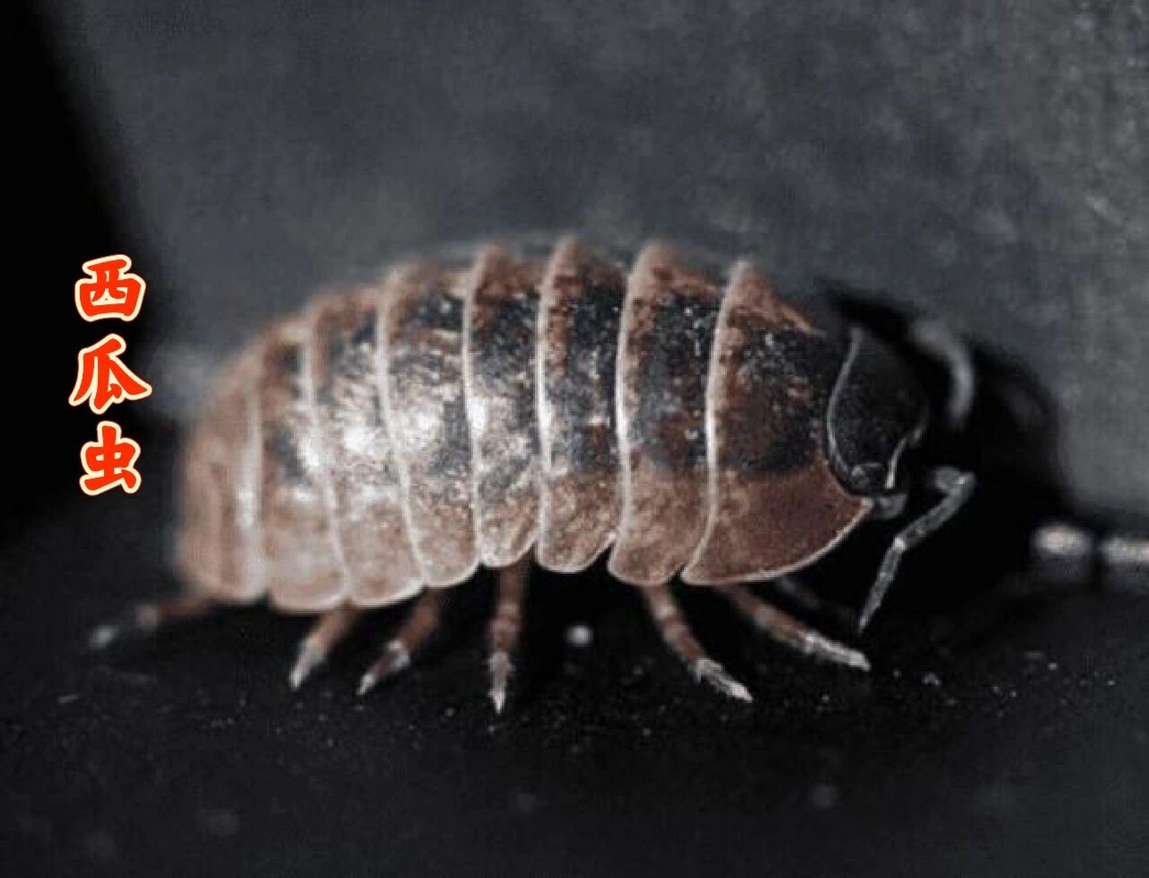 墙缝里竟然有西瓜虫,怎么把西瓜虫消灭掉 之前家里有西瓜虫,是朋友