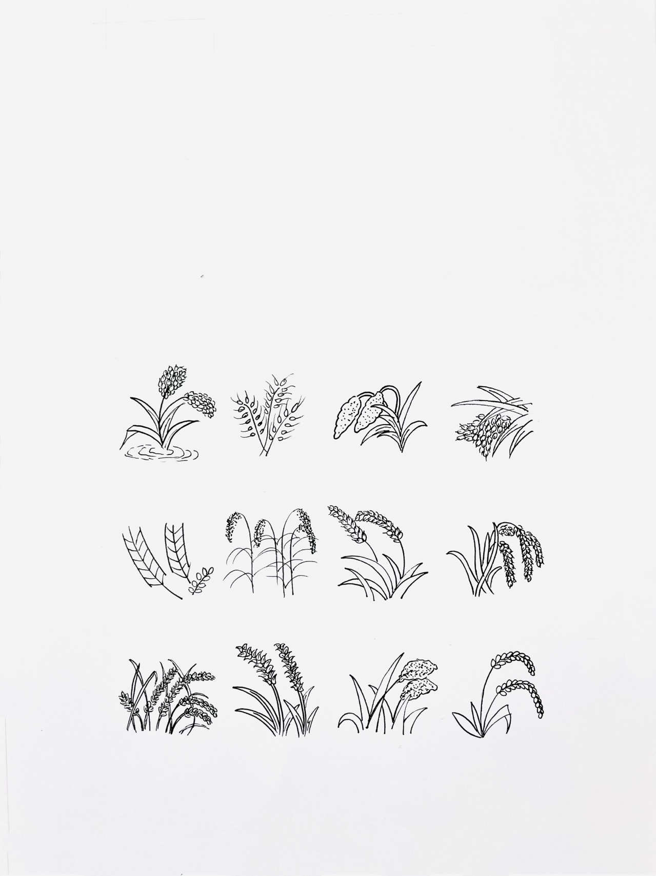 【简笔画】水稻90