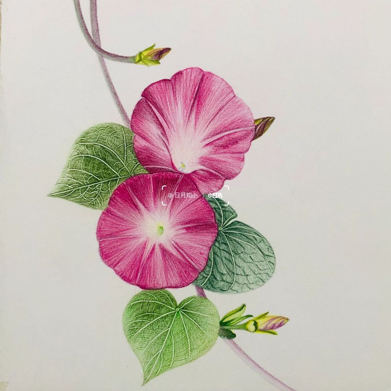 分享我的退休生活##彩铅画# 97编号596(画于北京樱花园)牵牛花系列