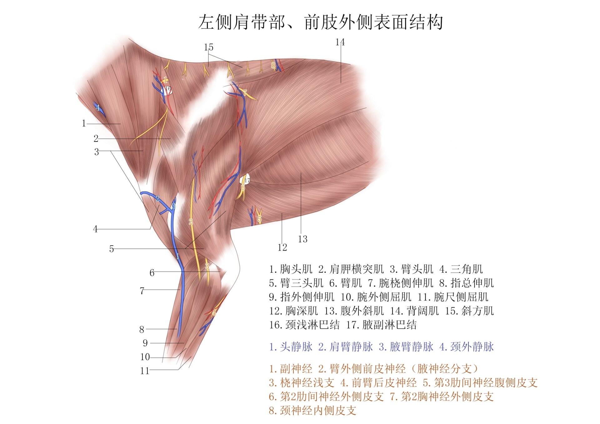 犬科肌肉结构图片