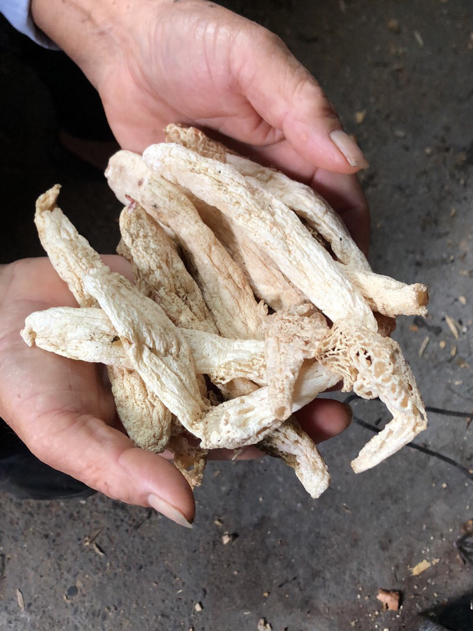 极致美味来自大山深处的野生竹荪菌 青川寻味——猪外脊肉清炖野生