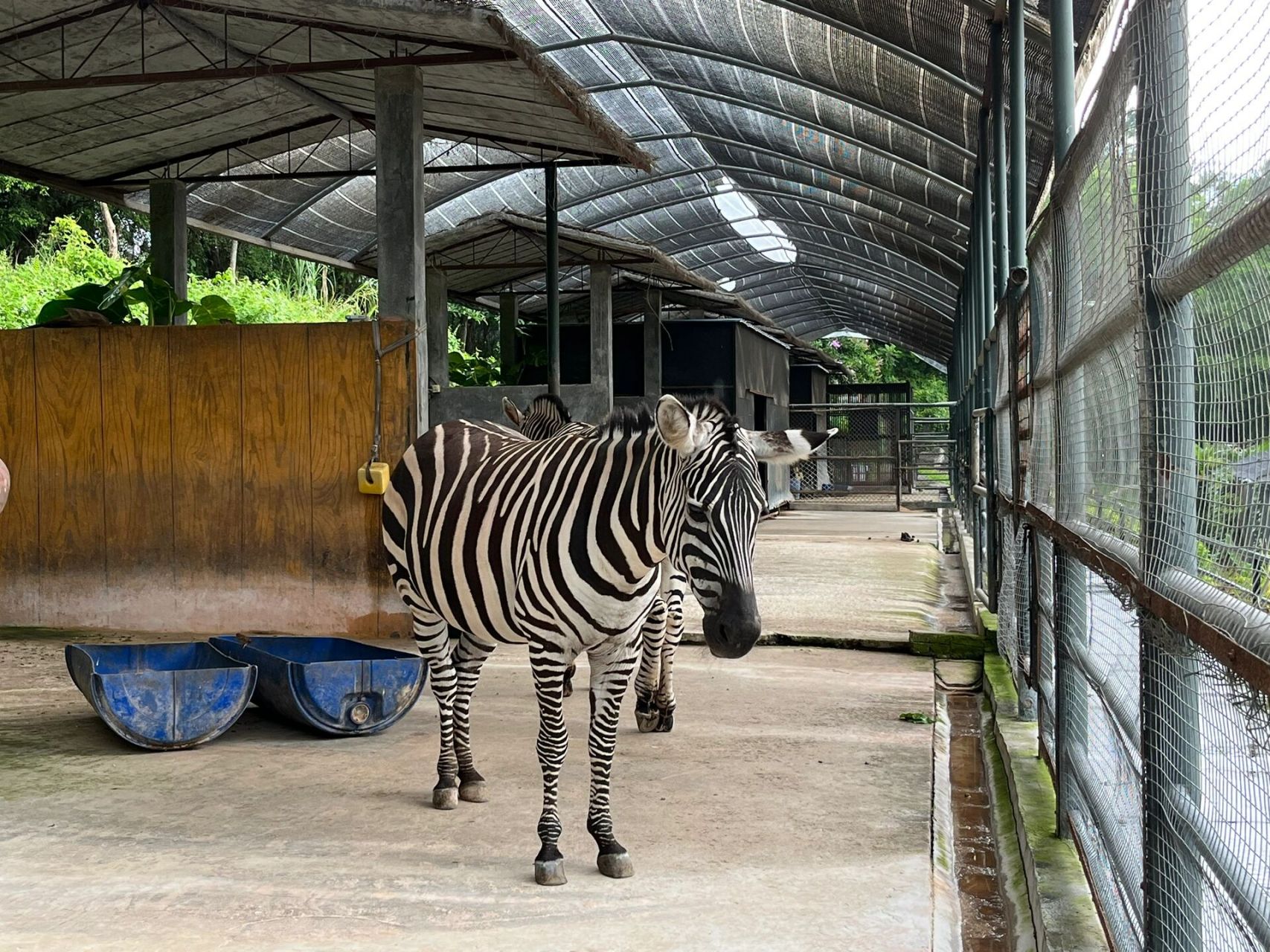 惠州遛娃|惊讶00这里竟然藏有动物园,采摘园 地址:惠东永记生态园