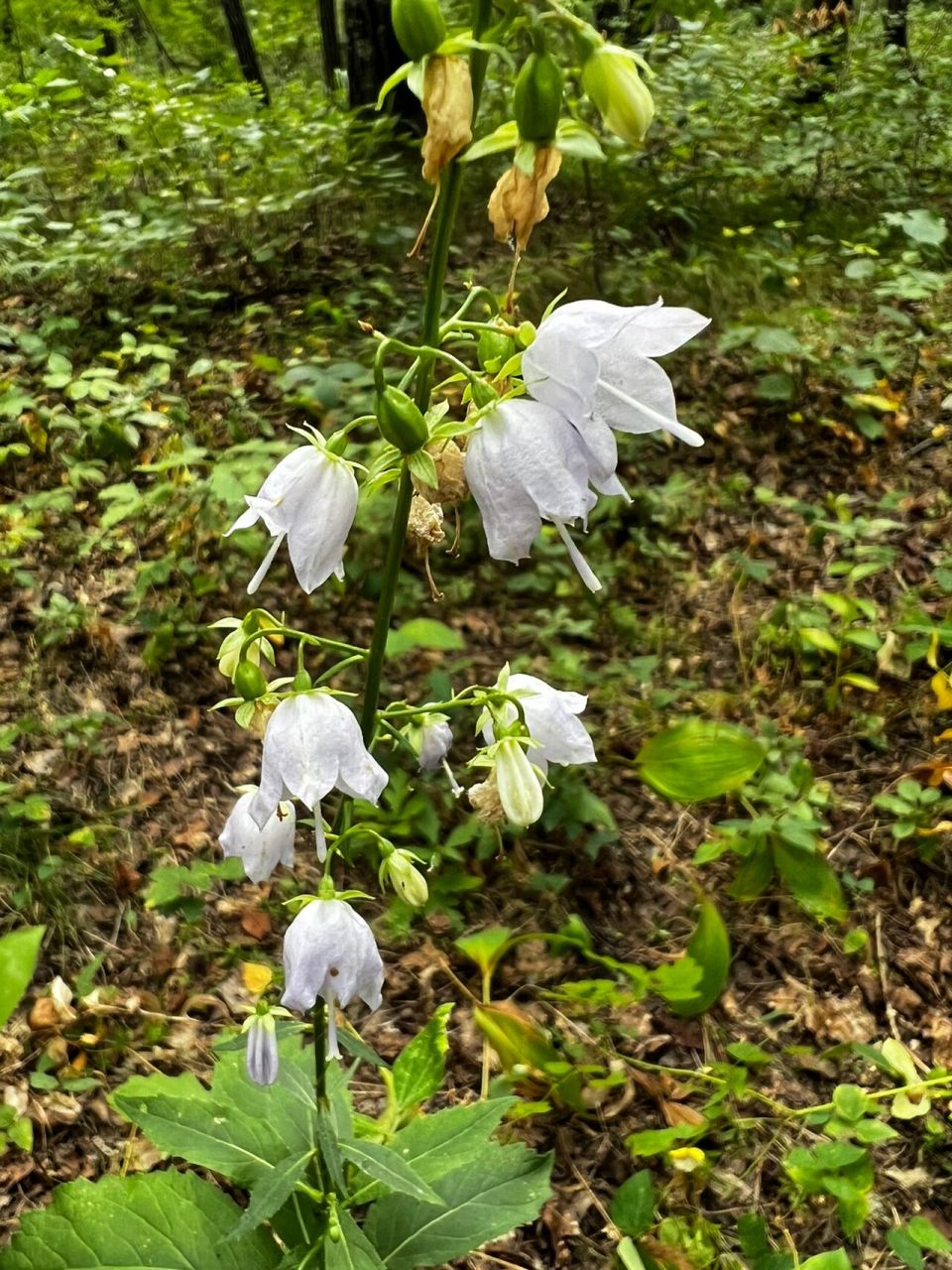 沙参花语图片