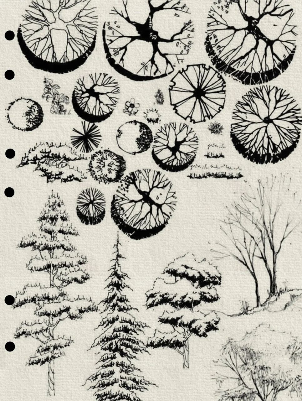 植物详细图例画法和易错点笔记整理 94树木的平面表示可先以树干