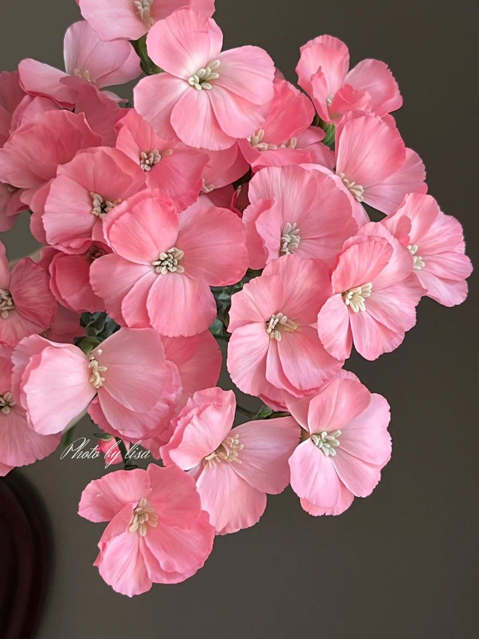 海盛娑罗蜜儿---露丝