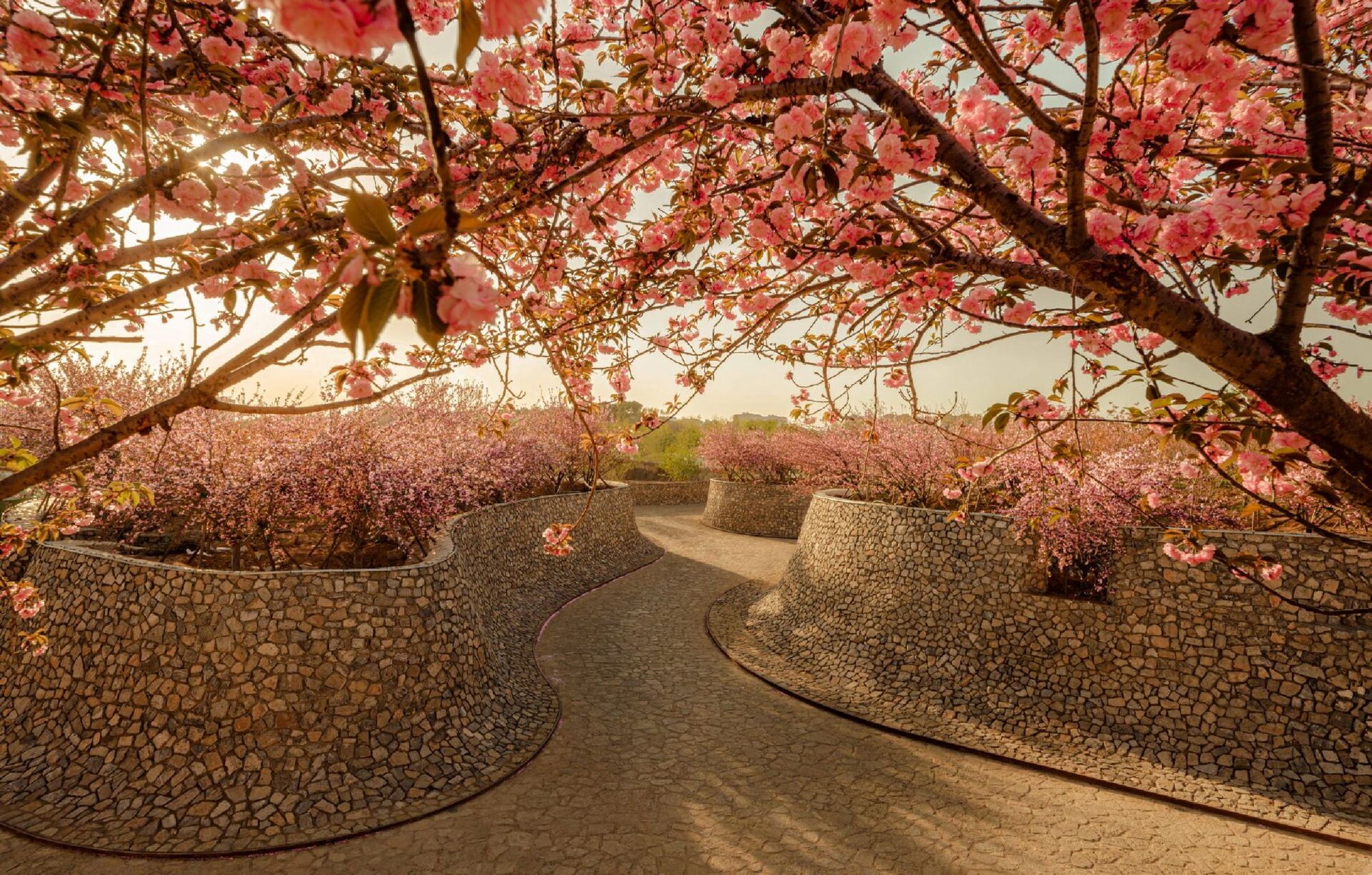 日照61白鹭湾樱花小院 项目名称:日照白鹭湾樱花小院 委托业主:山东