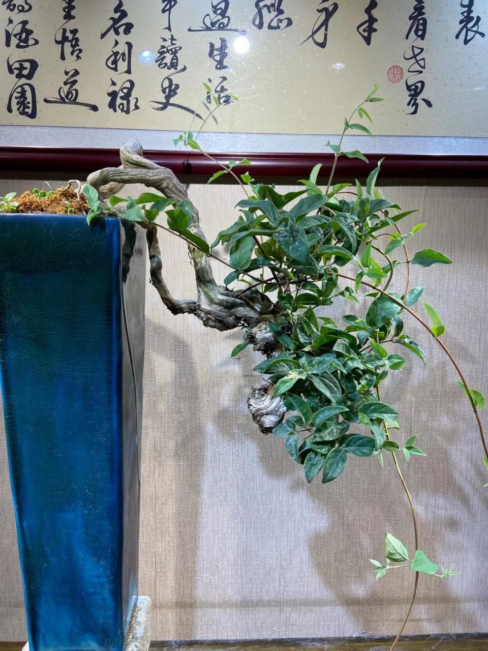 97金银花盆景94 金银花一般是在室外养护的,因为它本来属于一种藤