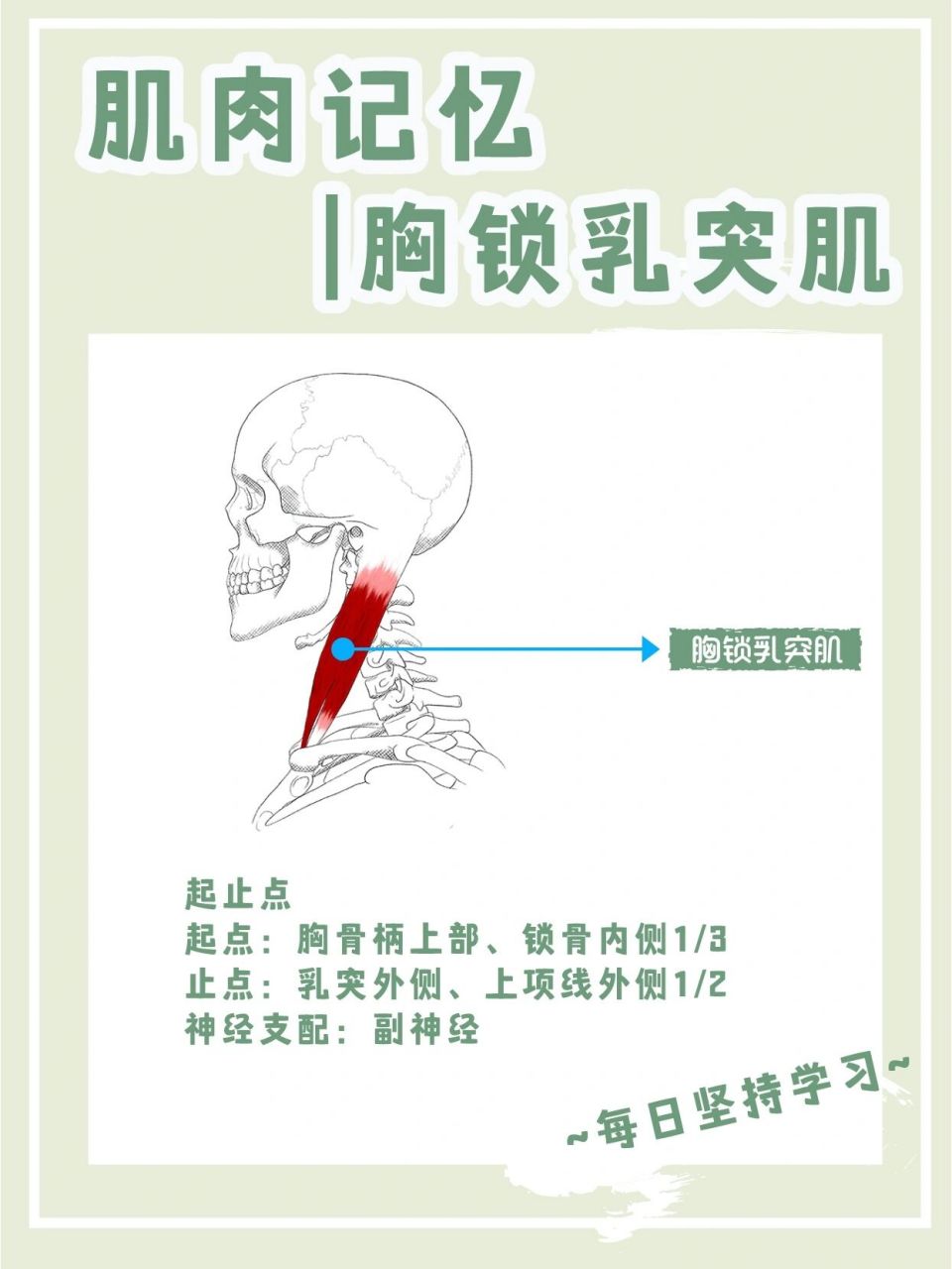 胸锁乳突肌起于止于图片