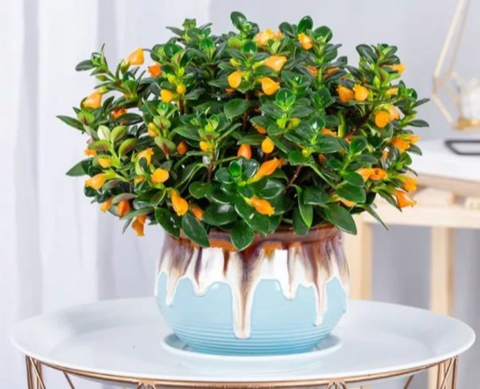 金鱼吊兰 金鱼吊兰(nematanthus wettsteinii),又名金鱼花,袋鼠吊兰