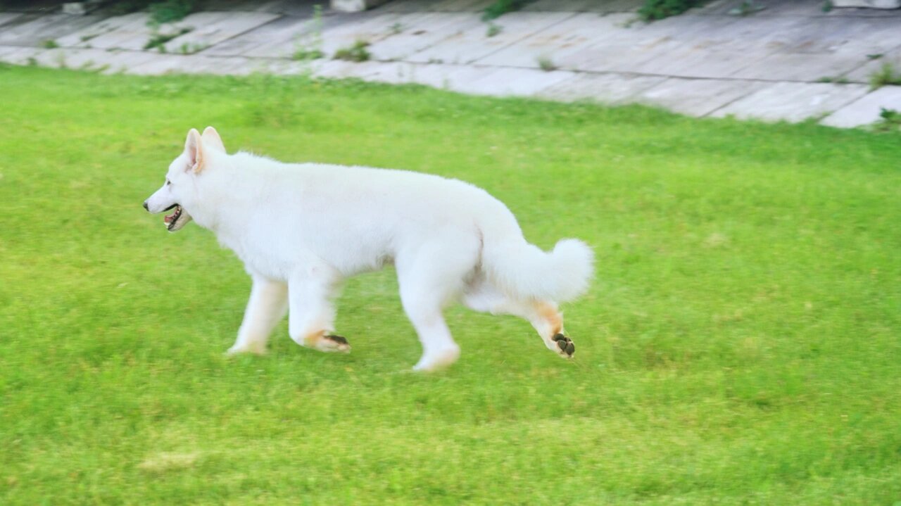 如果你想养一只狗狗,选择白色瑞士牧羊犬 首先颜值很高,通身雪白,颜粉