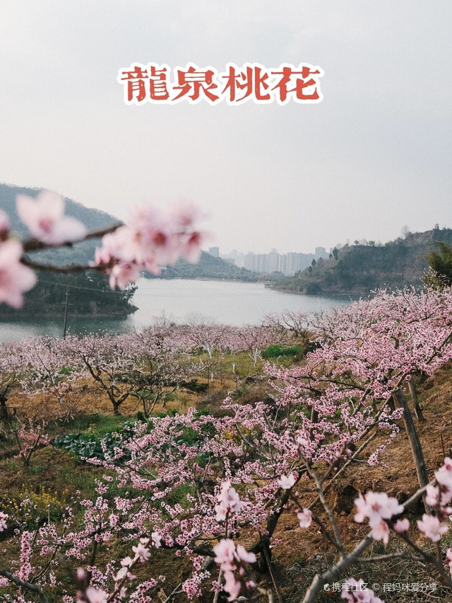 成都桃花故里景区门票图片