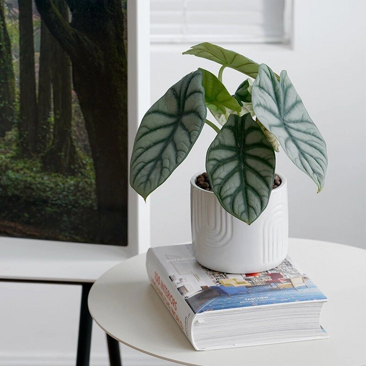 白犀牛海芋99 白犀牛海芋属天南星科,海芋属植物.