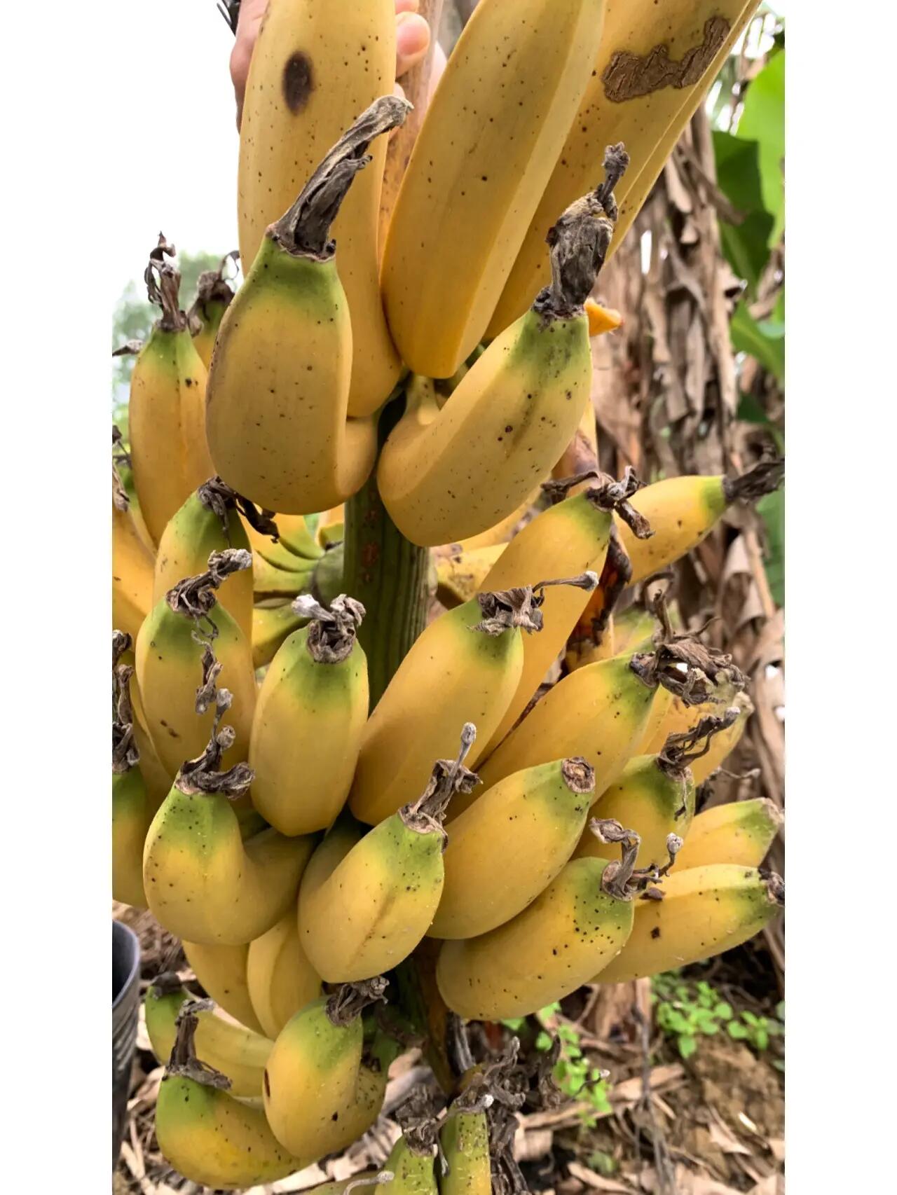 树上自然熟的香蕉