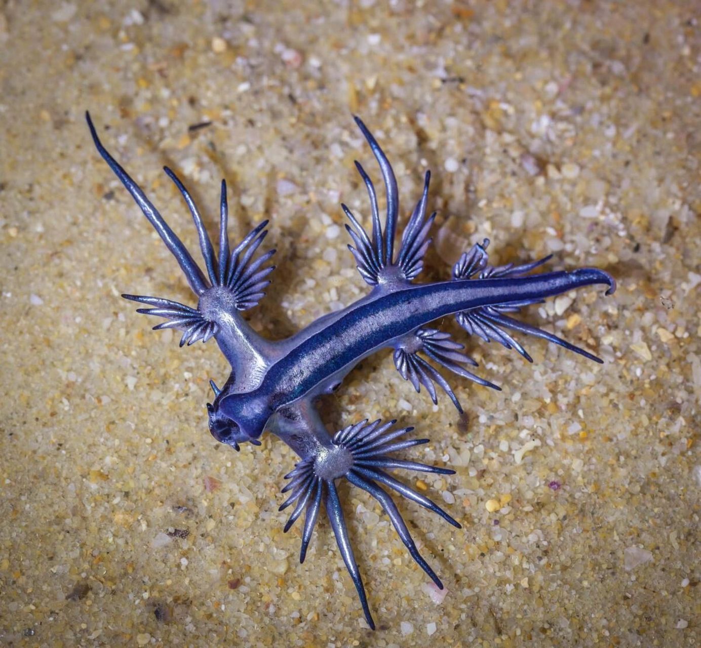 【 蓝龙 】 93大西洋海神海蛞蝓(学名:glaucus atlanticus)是海神鳃