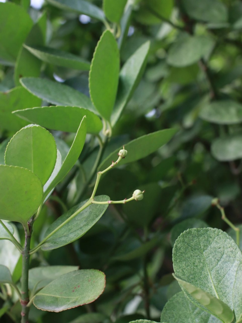 冬青卫矛 冬青卫矛(学名:euonymus japonicus thunb.