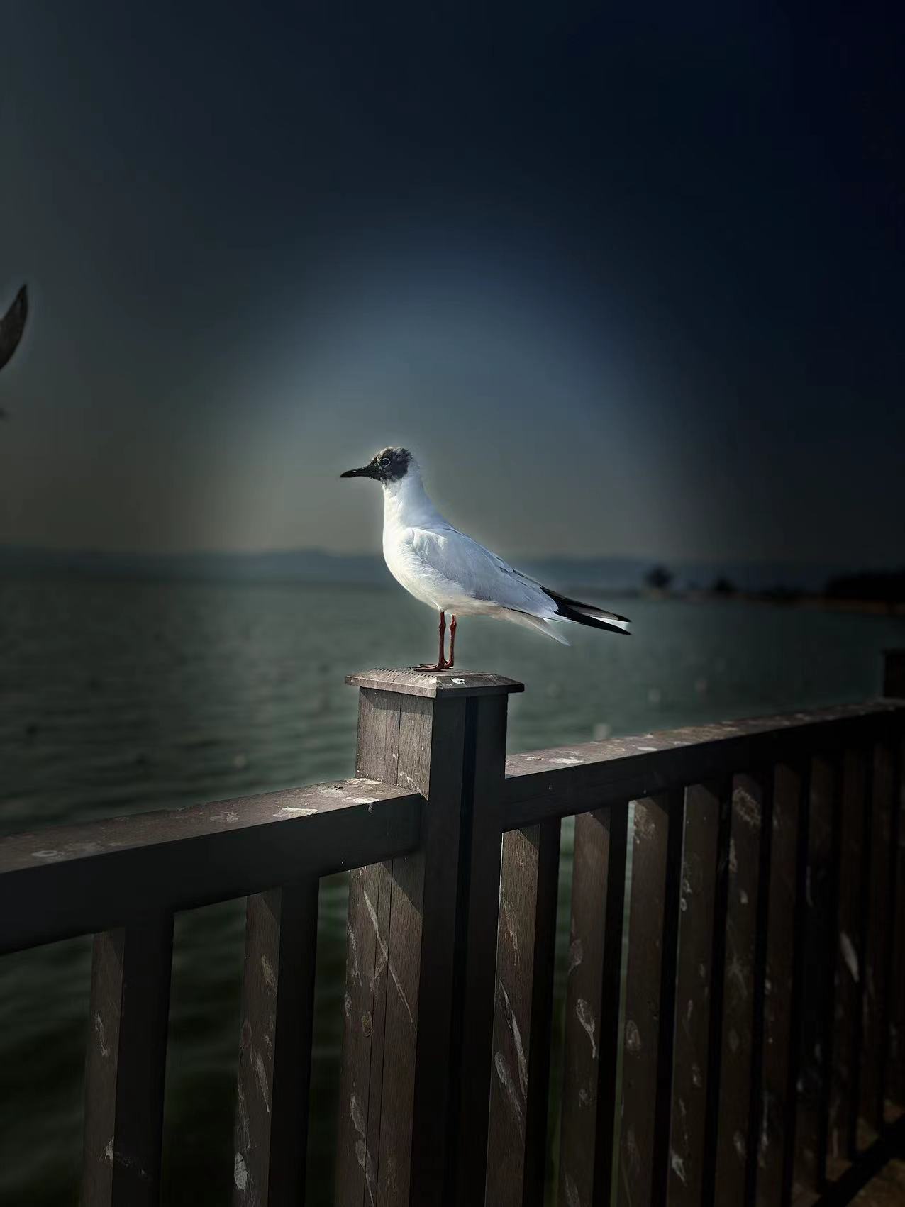 晨跑云南杞麓湖,全程33公里,湖边偶遇美丽的小鸟.