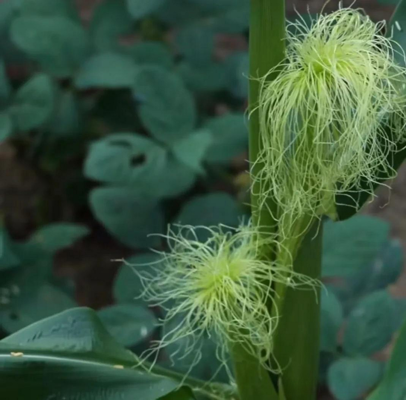 玉米的雄花和雌花图片