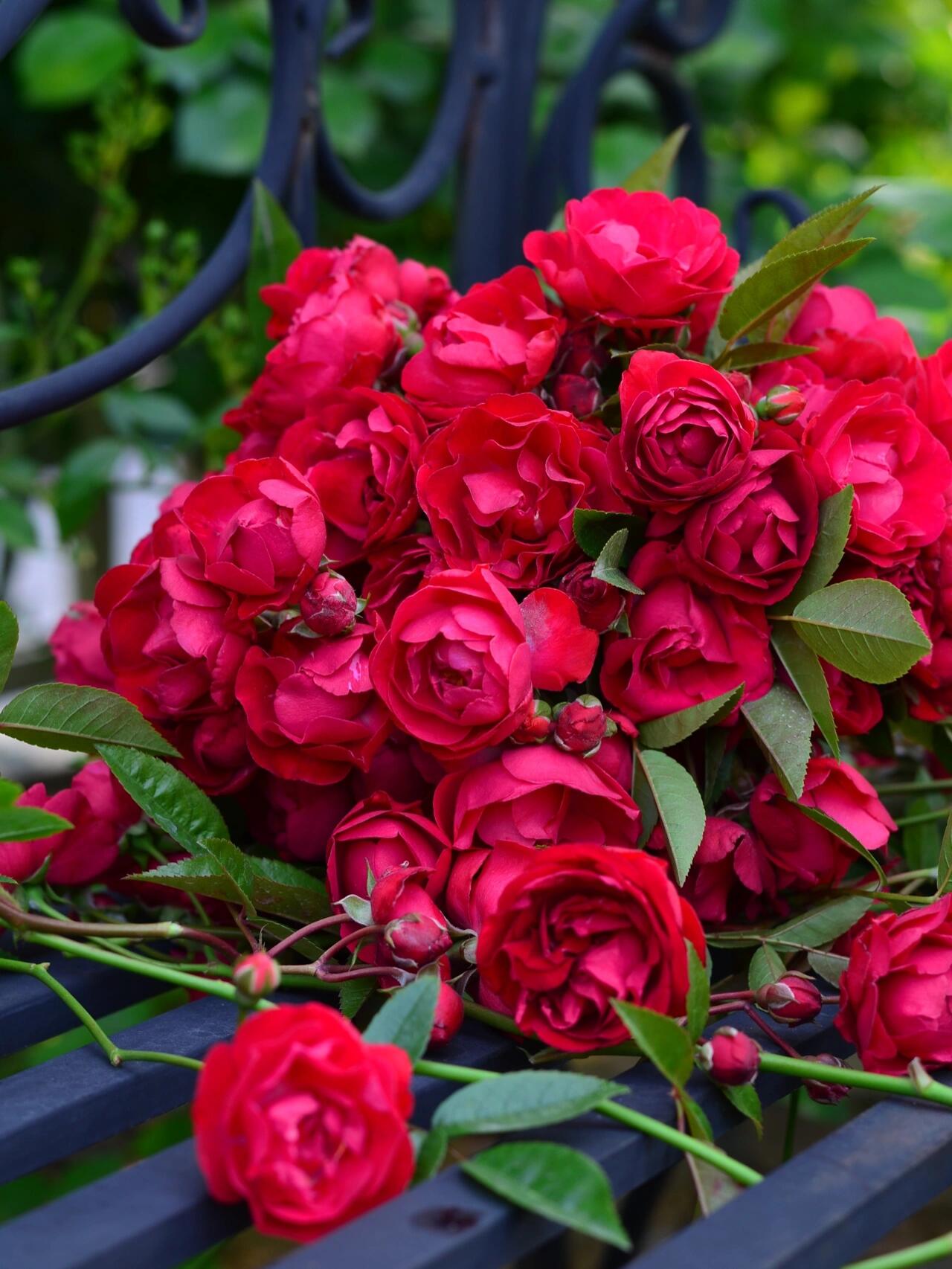 四季红木香,多季节开花