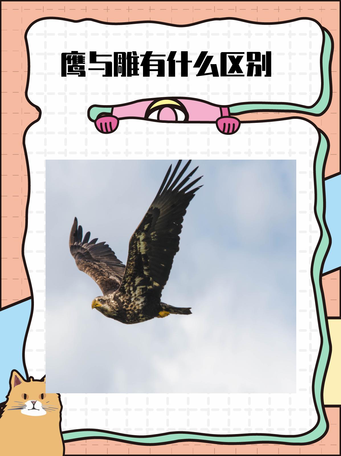 鹰与雕有什么区别