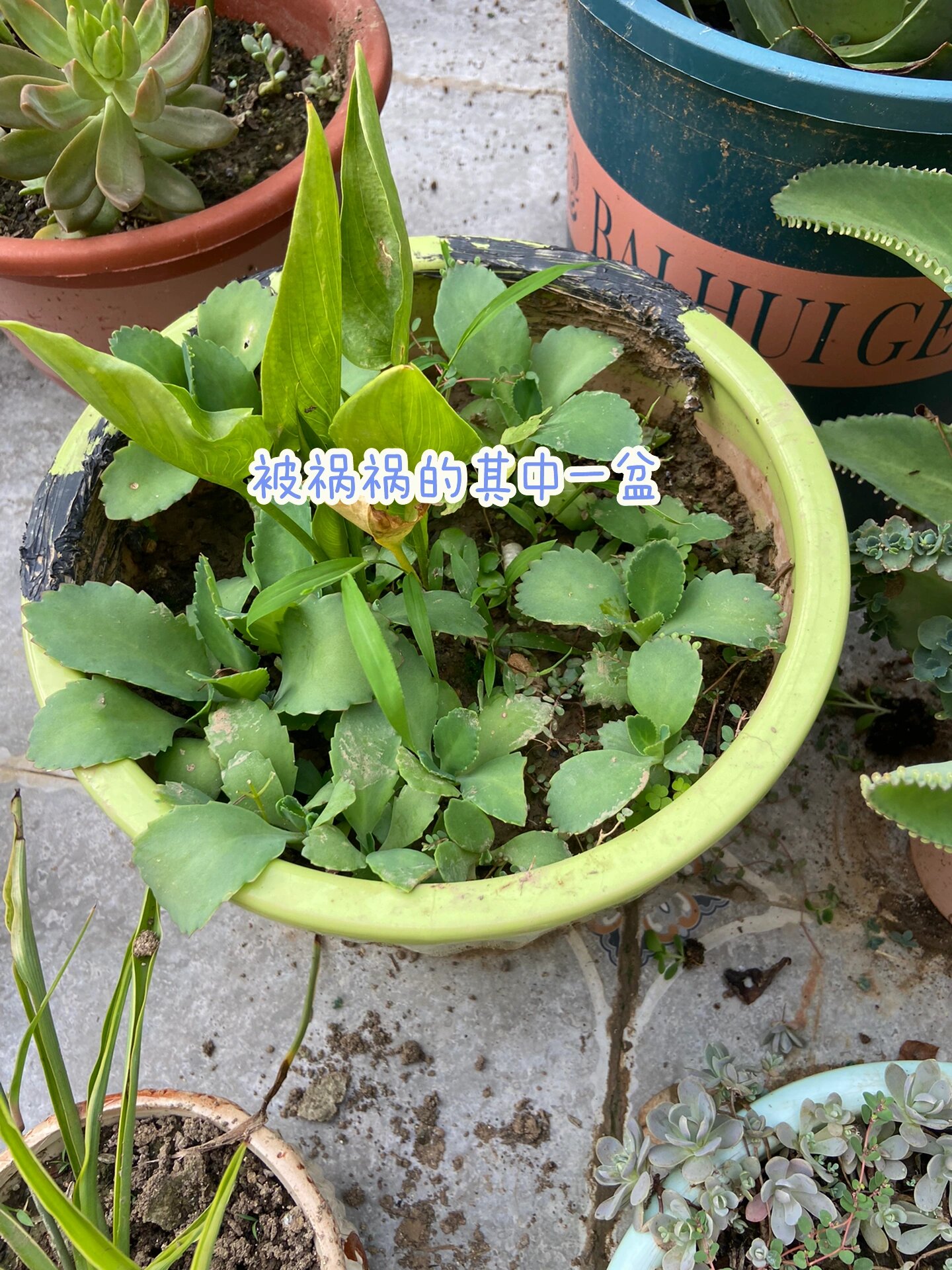 好养花之一,落叶归根