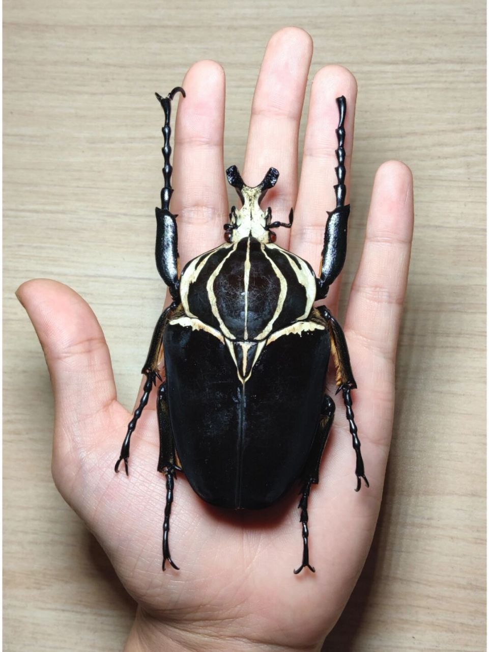 百级大王花金龟ggg goliathus goliatus goliathus 歌利亚大王花金龟