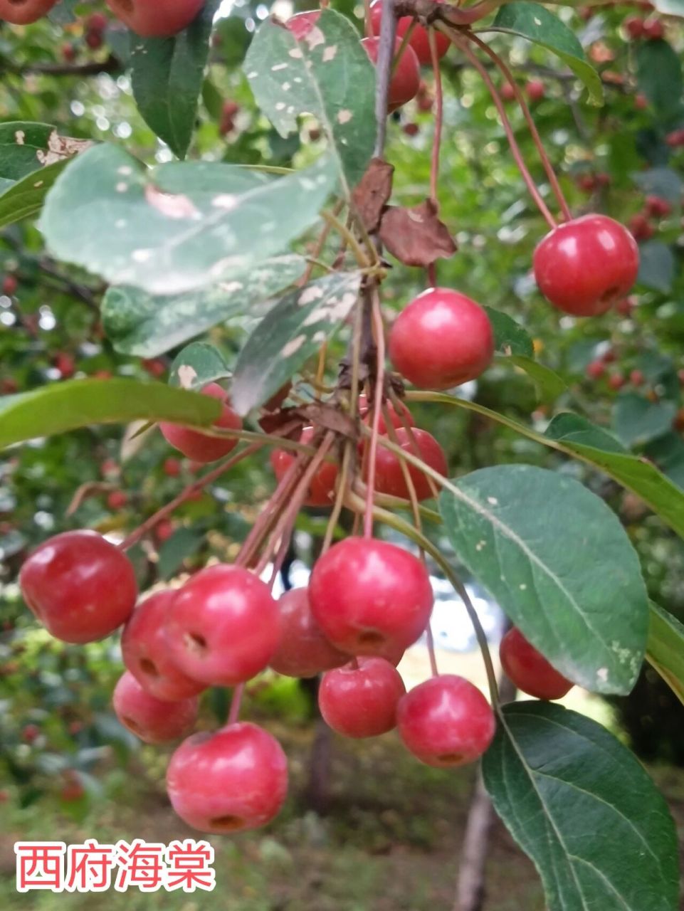 海棠果果实分类,涨知识了 垂丝海棠,西府海棠,贴梗海棠的果实你分得