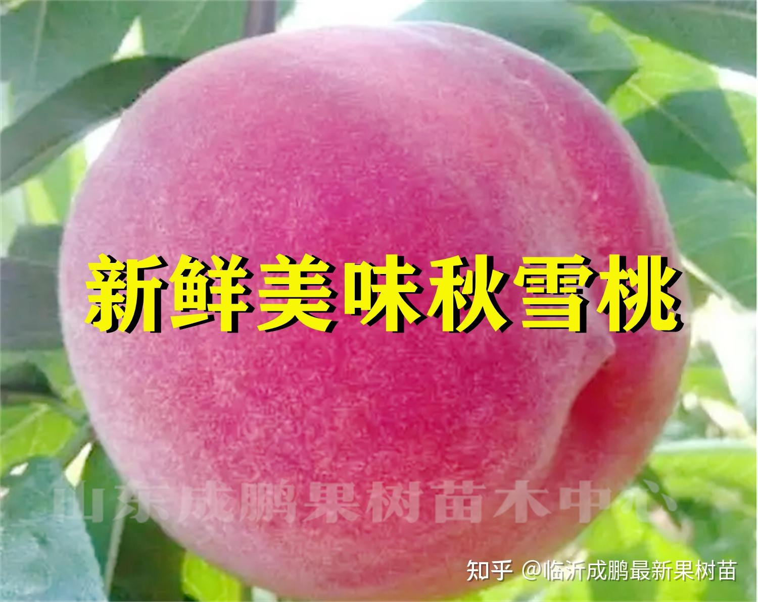 高端新品秋雪桃树苗