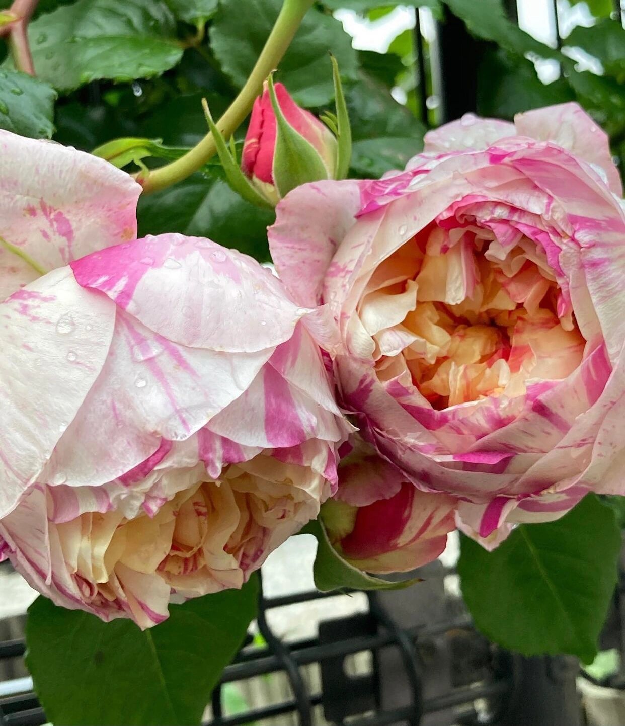 爱杜尔马奈月季的优缺点分析欢迎补充 爱杜尔马奈是一款藤本月季品种