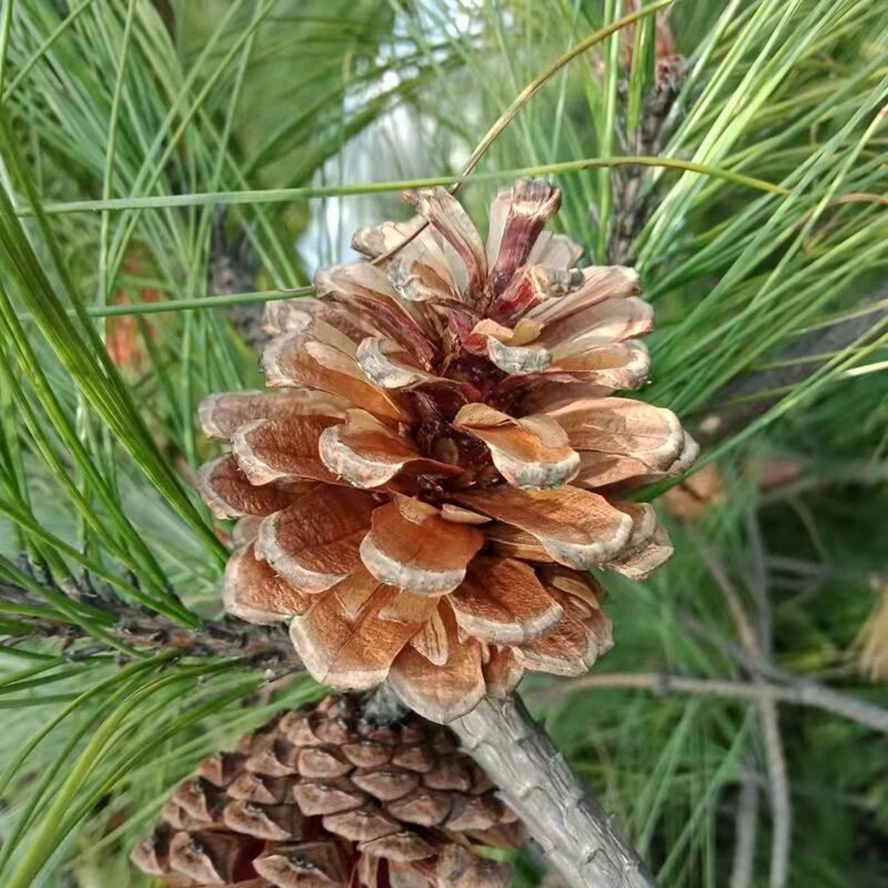 松塔 松塔🌲 🌲 又名松球,松果,是中药材,🍃 🍃 为松科属植物