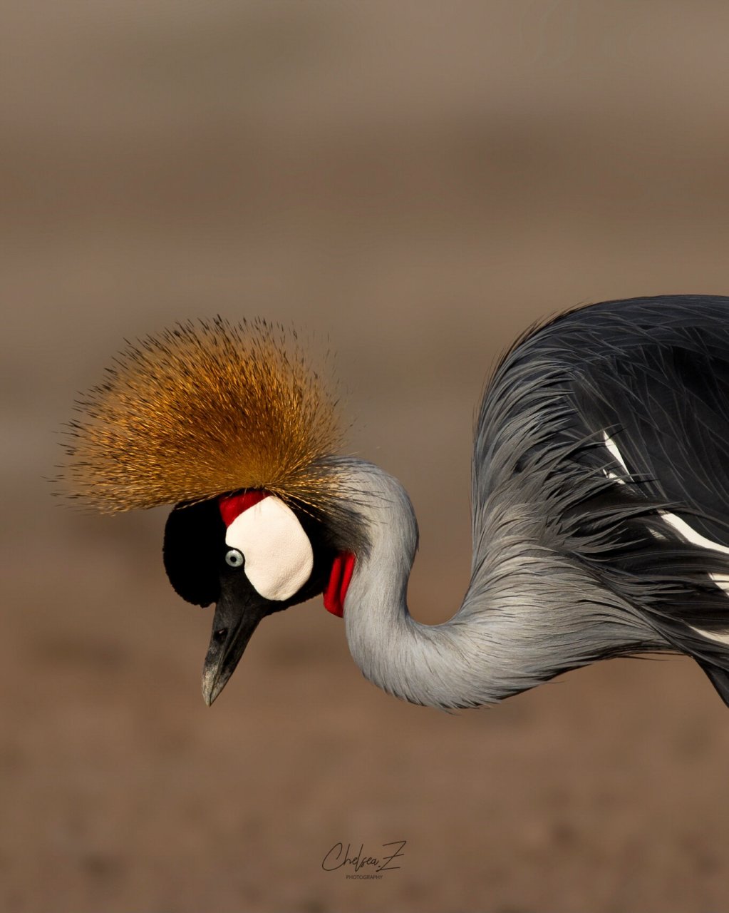 孤傲而自由的乌干达国鸟|非洲灰冠鹤 东非冠鹤生活在非洲沼泽和热带