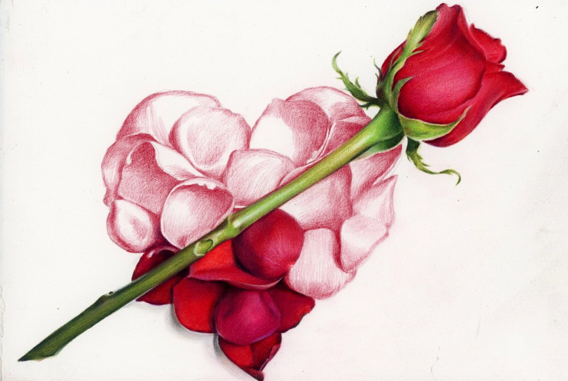 彩铅画玫瑰花图文步骤(值得收藏) -霹雳马150色油性 -获多福细纹水彩