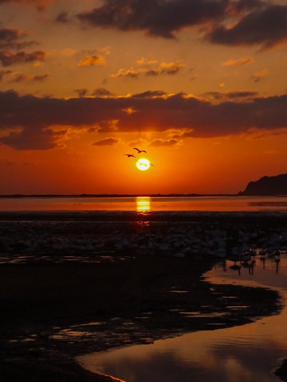 威海|最美日出93|西伯利亚天鹅最佳观赏地06 4:50从威海环翠区