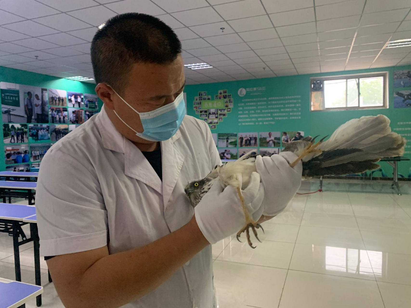 【直击救助中箭白腹鹞 中箭白腹鹞被救下】4月19日,河北石家庄一摄影