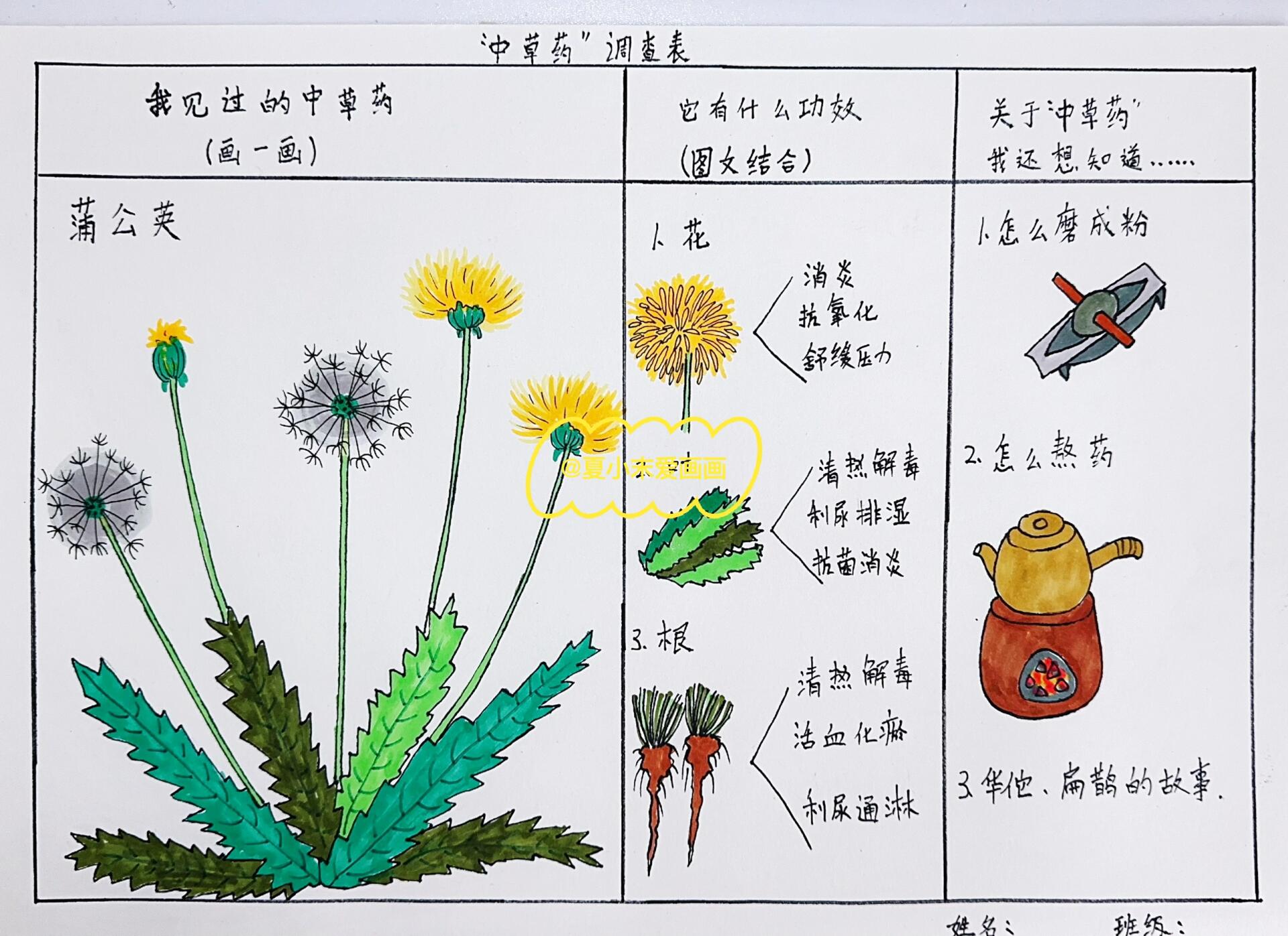 中草药创意儿童画,中草药调查表