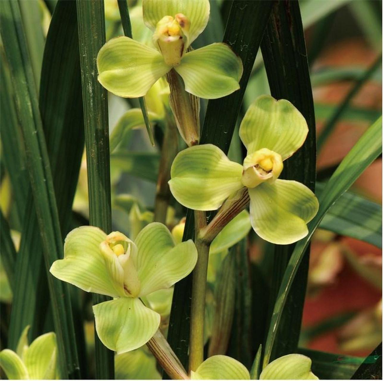 兰花极品:【玉海棠】春剑兰,历史价格曾高达100万元/株,如今跌了99%